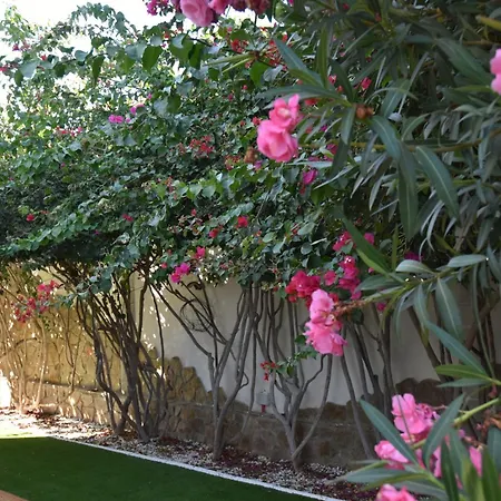 Palmeras